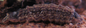 Larvae